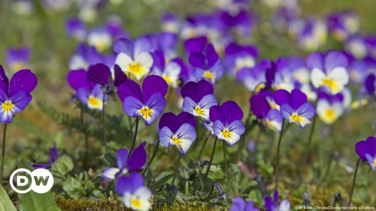 Bestäuben sich Blumen künftig selber? – DW – 20.12.2023