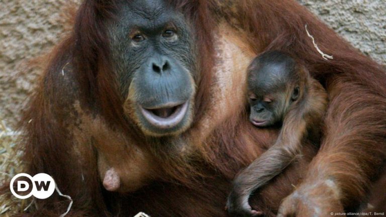 Warum ist Biodiversität für uns so wichtig? – DW – 22.10.2024