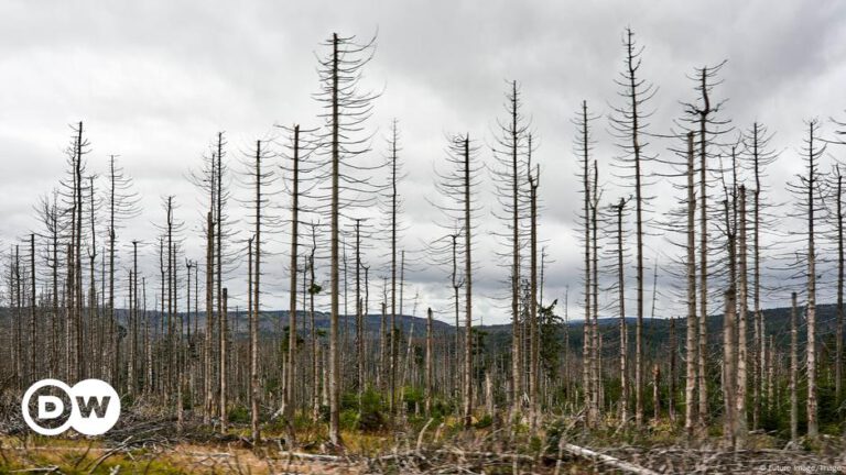 Warum das Waldsterben in Deutschland gut sein könnte – DW – 13.10.2024