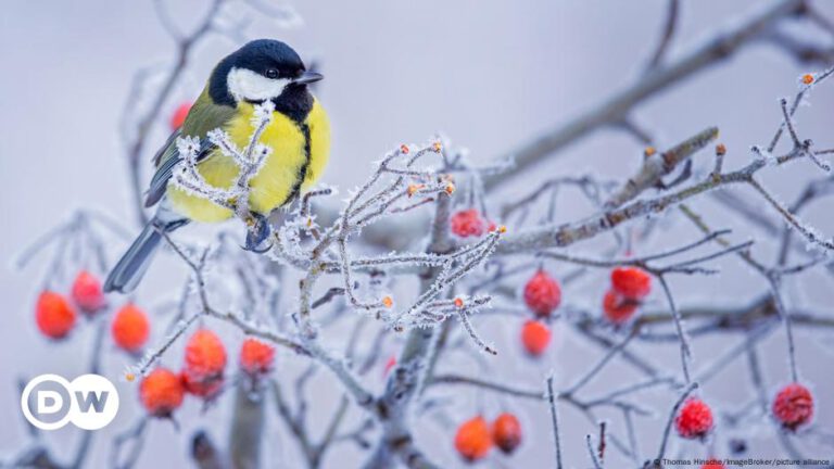 Tiere und Pflanzen im Winter: Jetzt ist mal Ruhe, oder?