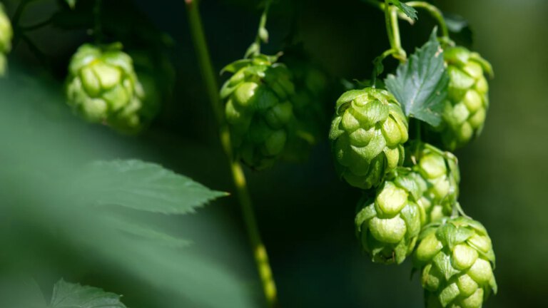 Hopfen: Weniger Fläche, höherer Ertrag in der Wirtschaft