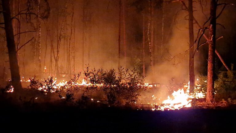 WWF warnt vor erhöhter Waldbrandgefahr durch Klimawandel