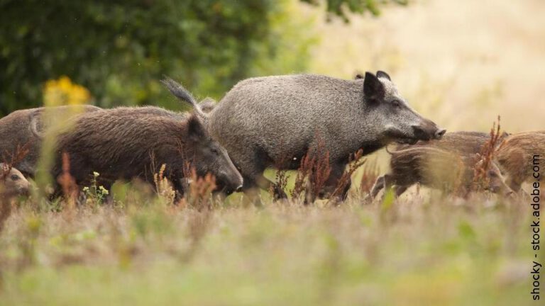BMLEH – Tierseuchen: Afrikanische Schweinepest erkennen