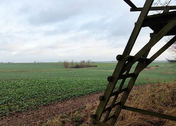 NRW-Umweltminister kritisiert Bundesbeschluss zum Wolf