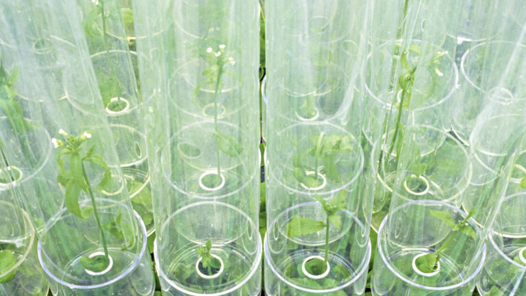 Bundesregierung äußert sich unklar vor EU-Abstimmung